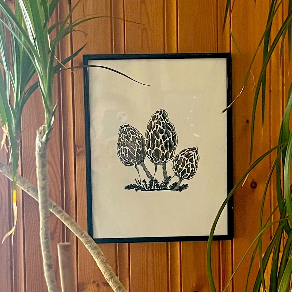 COPY - Morel Mushroom drawing